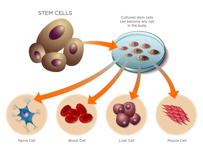 Stem Cell Research Group : 干细胞研究组