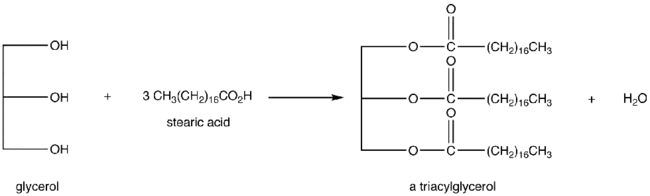 TriAcylGlycerol : 三酰基甘油