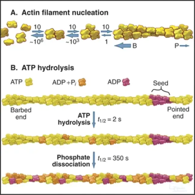 Actin Bundling Protein : 肌动蛋白成束蛋白