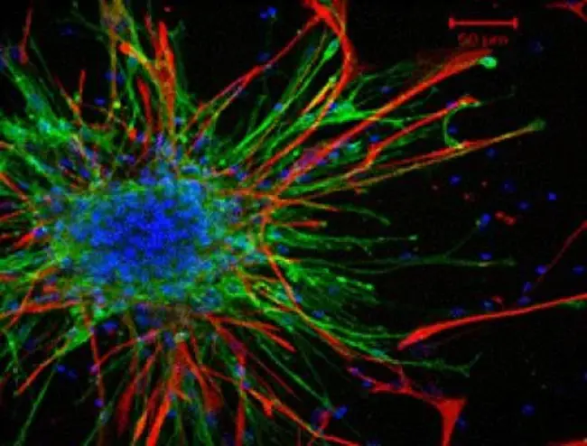 Olfactory Ensheating Cell : 嗅觉传感器