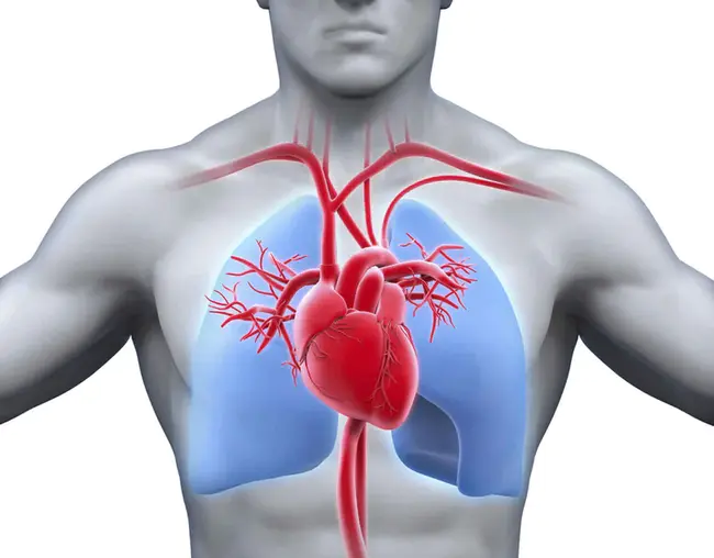 Cardio-Pulmonary Bypass : 心肺绕道