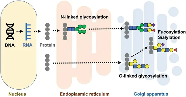 Glycosylated Hemoglobin, Type A1C : 糖化血红蛋白，A1C型