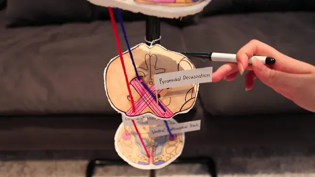 Corticospinal Tract : 皮质脊髓束