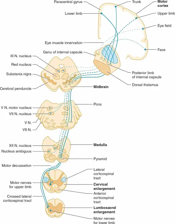 Cortico-Spinal Tract : 皮质脊髓束