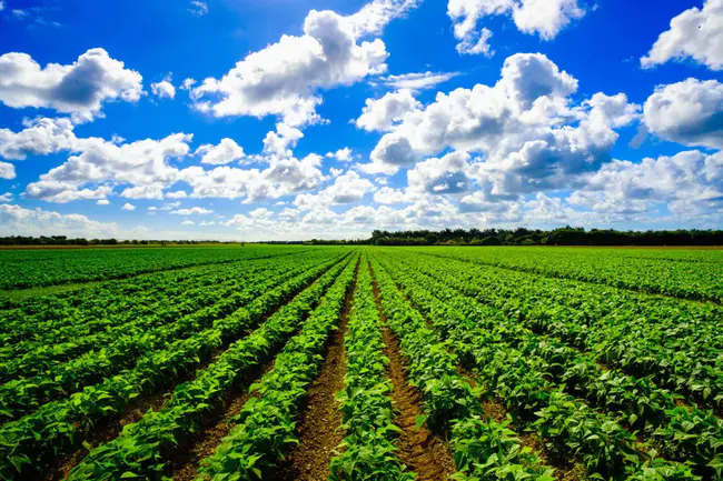 Agriculture Advancing Australia : 澳大利亚农业发展