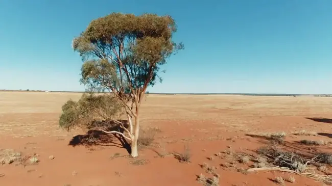 Australian Seed Authority : 澳大利亚种子管理局