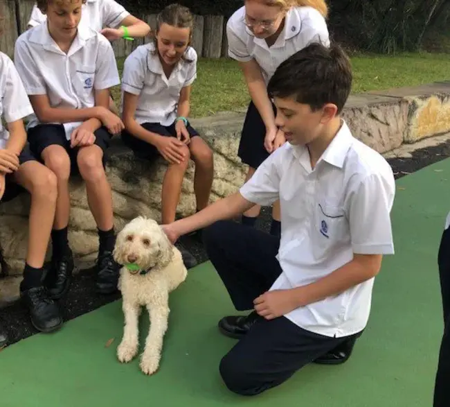 California School of Dog Grooming : 加州犬美容学校