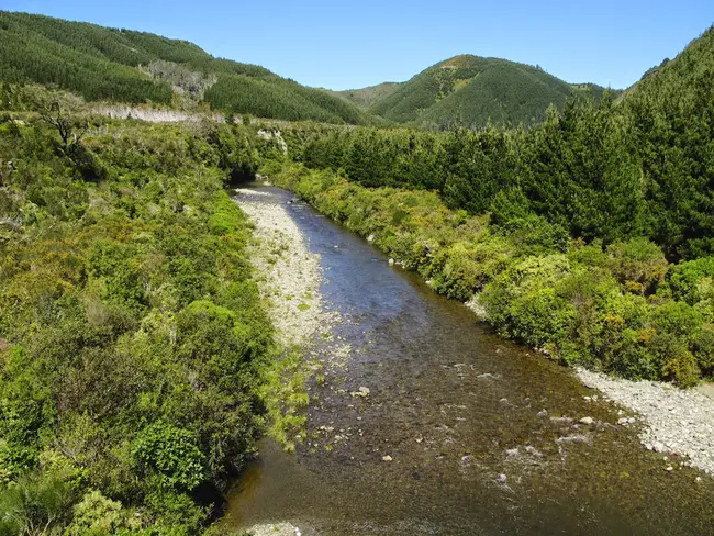 Pakuratahi West forest : Pakuratahi西林