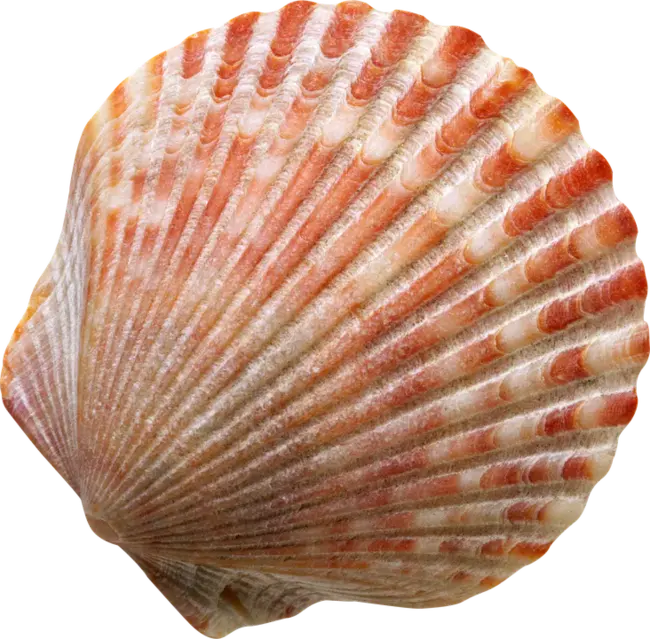 SHell : 壳牌