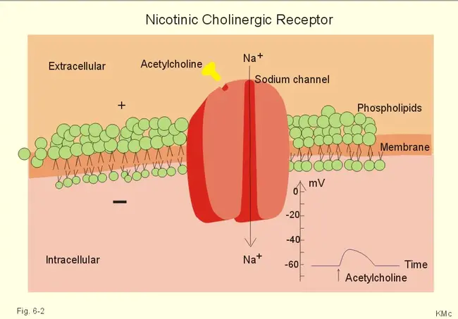 Receptor Tyrosine Kinase : 受体酪氨酸激酶