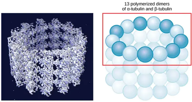 Microtubule Organizing Centre : 微管组织中心