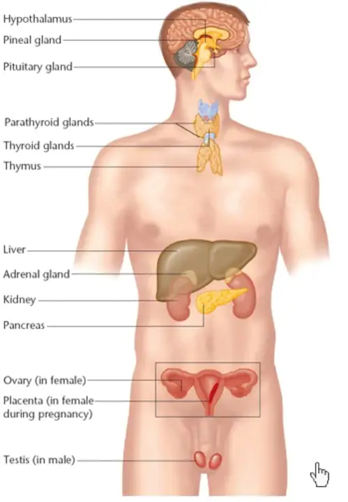 Endocrine Disrupting Chemical : 内分泌干扰物