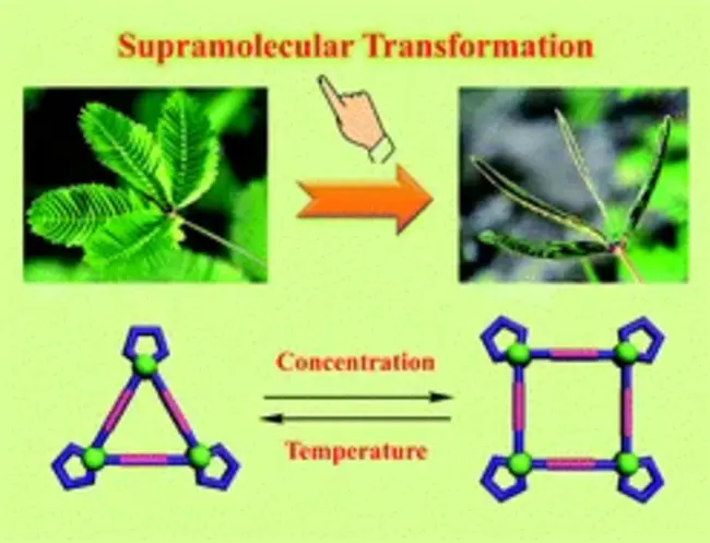 SupraMolecular Activation Cluster : 超分子活化簇