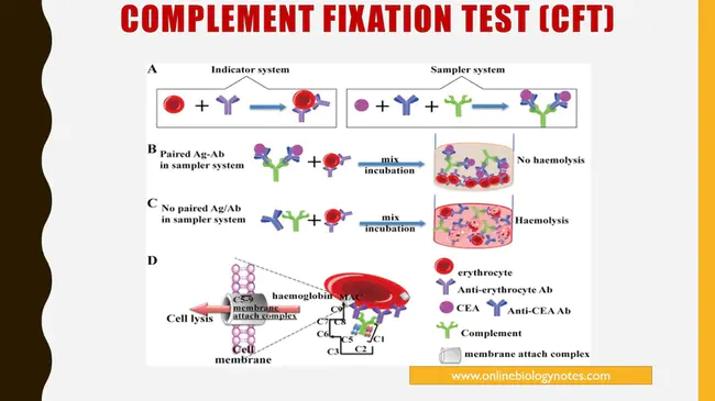Complement Fixation Test : 补体结合试验