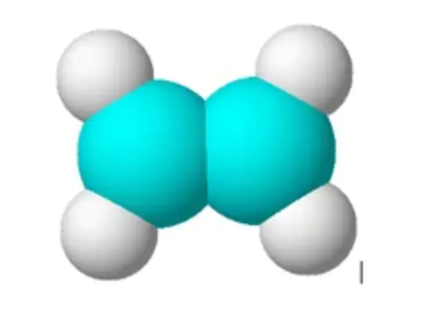 Hidrocarburi Policiclice Aromatice : 赤芝