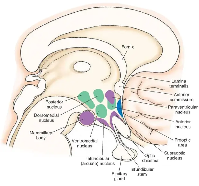 Mediobasal Hypothalamus : 下丘脑中叶