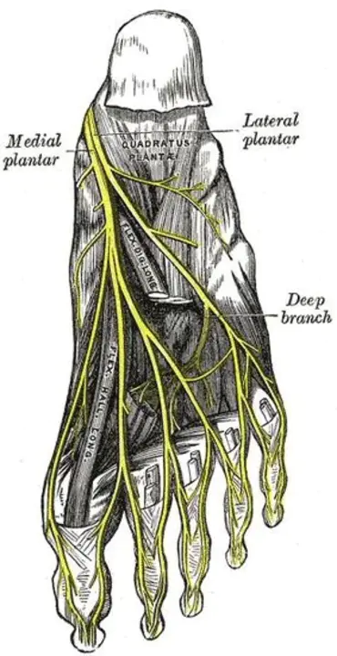 Lateral Plantar Nerve : 足底外侧神经