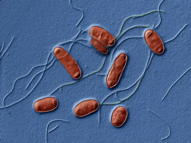 Legionella PNeumophila : 嗜肺军团菌