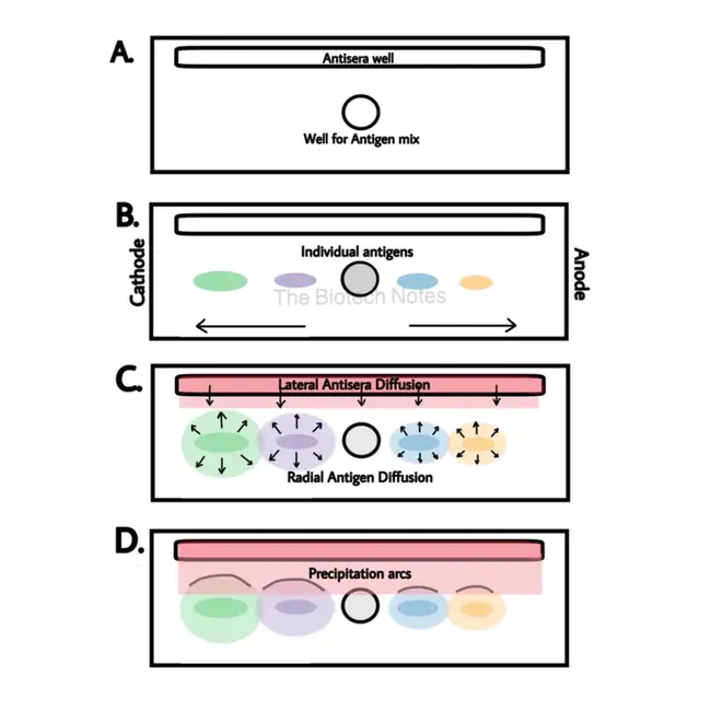 ImmunoElectroPhoresis : 免疫电泳