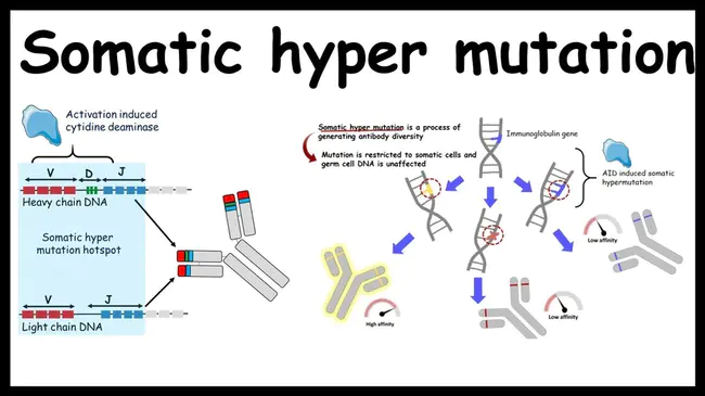 HyperMutation Somatic : 体细胞超突变