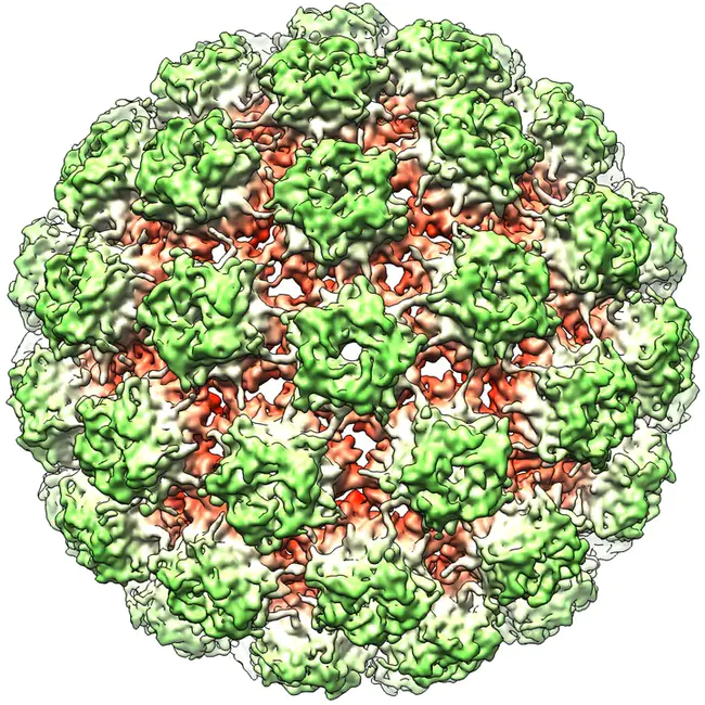 Bovine AdenoVirus : 牛腺病毒