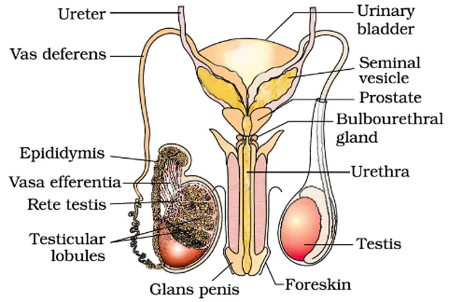 Reproductive Organ : 生殖器官