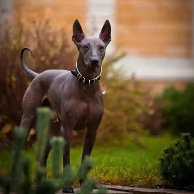 Xoloitzcuintli Club of America : 美国Xoloitzcuintli俱乐部