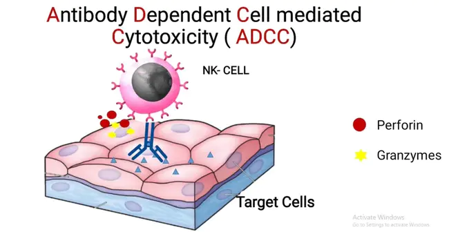 Antibody-Dependent Cellular Cytotoxicity : 抗体依赖性细胞毒性