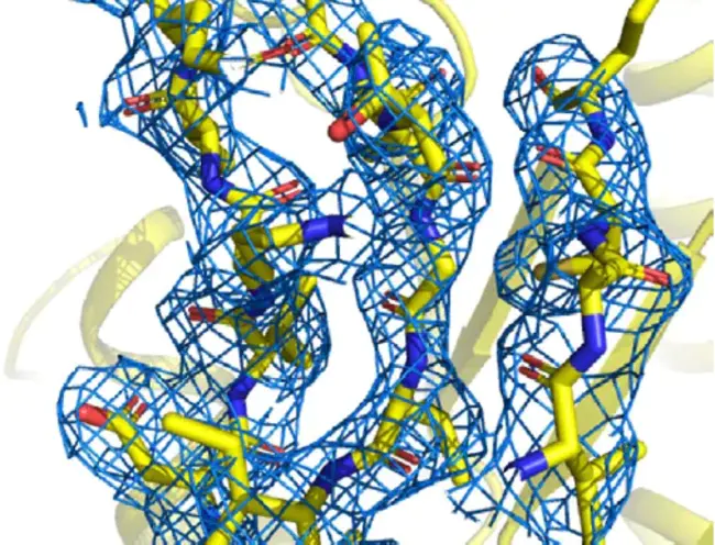 Formate-TetrahydroFolate Ligase : 甲酸-四氢叶酸连接酶