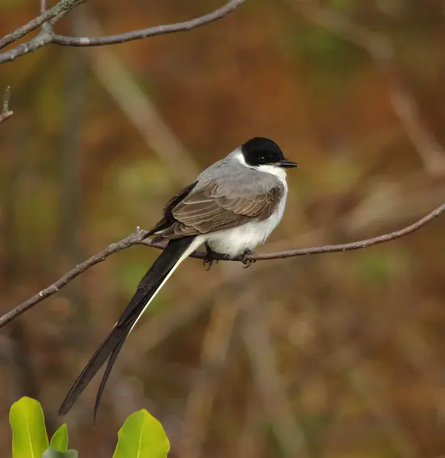 Fork-Tailed FLycatcher : 叉尾捕蝇器