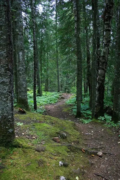 Superior Hiking Trail : 优越的徒步旅行路线