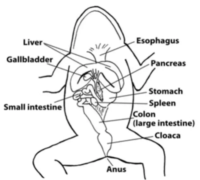 Human Sexuality courses : 人类性课程