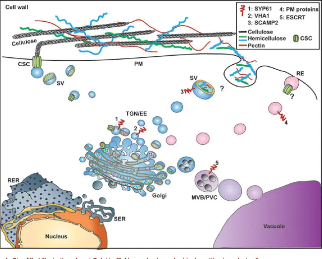 Trans-Golgi Network : 跨高尔基网络