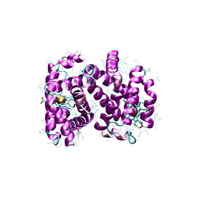 International Molecular Biology Network : 国际分子生物学网络