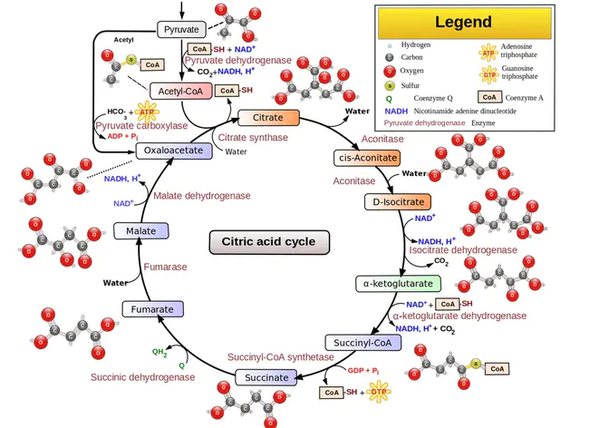 Pyruvate DeHydrogenase : 丙酮酸脱氢酶