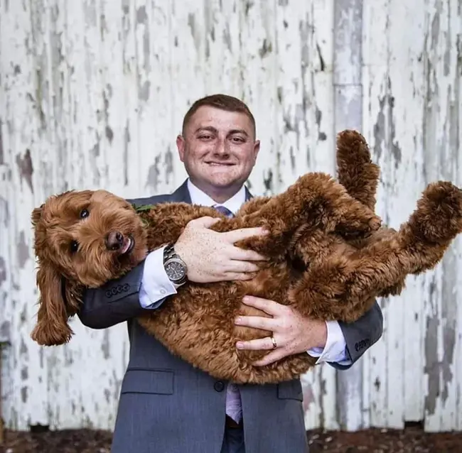 International Labradoodle Association : 国际拉布拉多犬协会