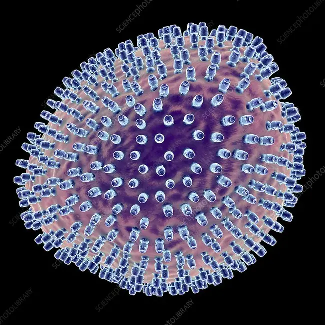 Lymphocytic ChorioMeningitis Virus : 淋巴细胞性脉络丛脑膜炎病毒