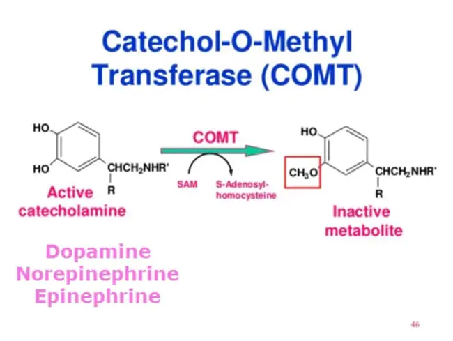 Catechol-O-MethylTransferase : 儿茶酚-O-甲基转移酶