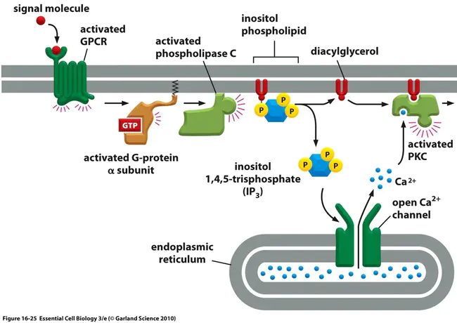 PhosphoLipase-C : 磷脂酶C