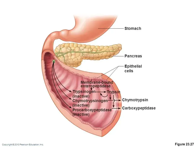 ChymoTRypsinogen A : 乳糜蛋白酶原A