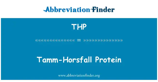 Tamm-Horsfall Protein 1 : Tamm Horsfall蛋白1