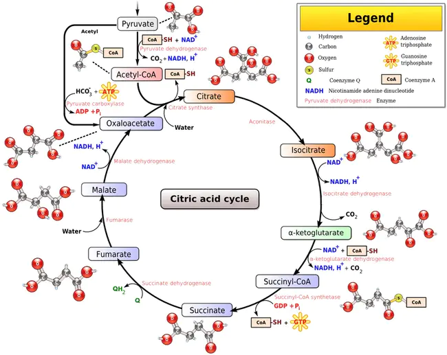 OxAloAcetate : 草酰乙酸