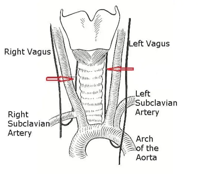 Superior Laryngeal Nerve : 喉上神经