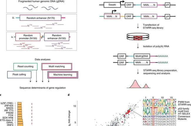 Translational Genomics Research Institute : 基因组学研究院