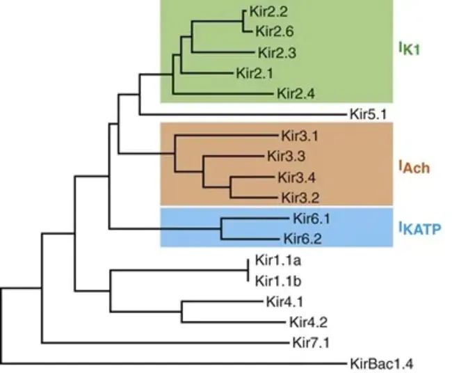 Cyclic AMP-Response-Element Modulating protein : 环AMP反应元件调节蛋白