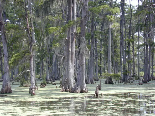 Swamp Tour Founders Association : 沼泽旅游创始人协会