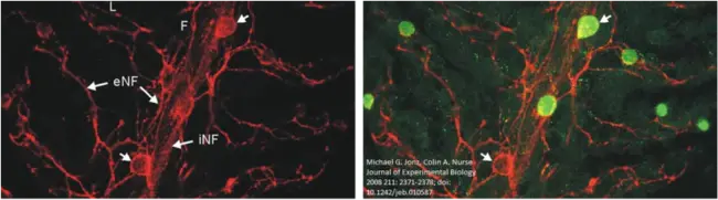 Direct ImmunoFluorescence Assay : 直接免疫荧光法