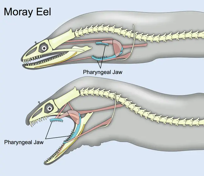 Pharyngeal Mucosal Space : 咽粘膜间隙