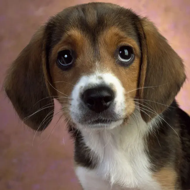 Beagles Are Really Terriffic : 比格犬真的是土拨鼠