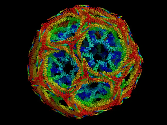 Clathrin Assembly Lymphoid Myeloid leukemia protein : 网格蛋白组装淋巴髓性白血病蛋白